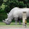 White Rhino Dank Vapes